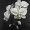 White Orchids Poster Print by Atelier B Art Studio - Item # VARPDXBEGFLO131